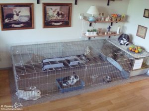 esthetisch barrière Openlijk Huisvesting van een konijn – De Konijnenherberg